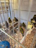 Vive fancy, Dieren en Toebehoren, Vogels | Kanaries, Meerdere dieren, Kleurkanarie