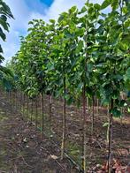 Magnolia ❗️🌼Yellow Lantern🌼❗️  valse tulpemboom 🌳, Ophalen, Lente, Volle zon, Overige soorten