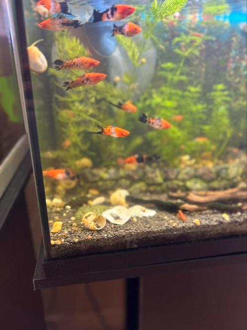 Aanbieding tot zondag zwaarddragers tricolor, Dieren en Toebehoren, Vissen | Aquariumvissen, Vis