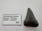 Carcharodon hastalis (4), Verzamelen, Mineralen en Fossielen, Ophalen of Verzenden, Fossiel