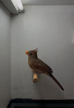 Rode Kardinaal, Dieren en Toebehoren, Vogels | Overige Vogels, Meerdere dieren, Wildzangvogel, Geringd