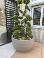 POTTENSHOP Bloempot groot Hoge pot zand pot plantenbak, Overige materialen, 40 cm of meer, Verzenden, Nieuw