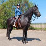 Verzorgpony gezocht /Verzorger aangeboden, Dieren en Toebehoren, Stalling en Weidegang