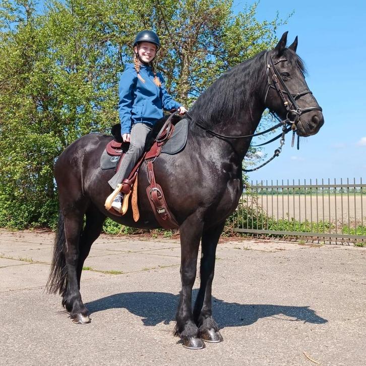Verzorgpony gezocht /Verzorger aangeboden, Dieren en Toebehoren, Stalling en Weidegang