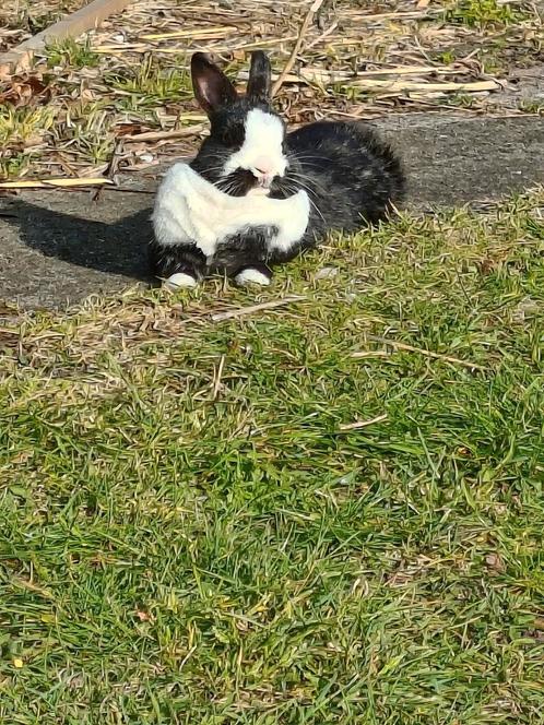 Gezocht een liefdevol ruim huis voor voedsters met vader, Dieren en Toebehoren, Konijnen, Klein, Meerdere dieren, 3 tot 5 jaar