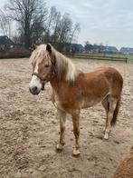 haflinger merrie 2 jaar. (En een Bonte hengst gereserveerd)., Dieren en Toebehoren, Pony's, Meerdere dieren, Niet van toepassing