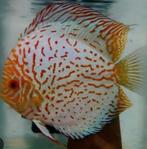 Discus vissen  15 cm, Dieren en Toebehoren, Vis