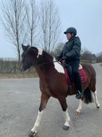 Verzorg pony/paard gezocht, Dieren en Toebehoren, Paarden en Pony's | Verzorgingsproducten, Ophalen of Verzenden, Nieuw
