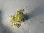 Alchimilla mollis vrouwenmantel vanaf 1 euro per stuk, Kunststof, Minder dan 30 cm, Rond, Ophalen of Verzenden