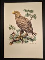 Zeearend, Verzenden, 1980 tot heden, Zo goed als nieuw, Dier