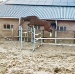 Mooie stermerrie Grandorado x Heartbreaker, Dieren en Toebehoren, Paarden, Merrie, 170 tot 175 cm, Springpaard, Gechipt