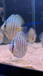 Ontdek de betovering van onze Discusvissen, Dieren en Toebehoren, Vissen | Aquariumvissen, Vis