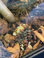 Armadillidium vulgare pissebedden / isopods, Overige soorten