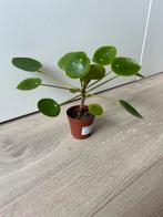Pilea (pannekoekplant), Huis en Inrichting, Kamerplanten, Ophalen of Verzenden, Halfschaduw, Minder dan 100 cm