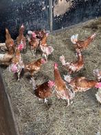Bruine kippen, Dieren en Toebehoren, Pluimvee, Vrouwelijk, Kip