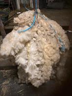 schapen vacht wit, Schaap, Geslacht onbekend, 0 tot 2 jaar
