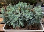 Cedrus Globe dwarf, dwergvorm naaldboom, Ophalen, Bloeit niet, Halfschaduw, Overige soorten