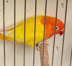 Fischerie Opaline Lutino roodoog POP 2023( direct inzetbaar), Vrouwelijk, Dwergpapegaai of Agapornis, Geringd