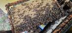 Bijenvolk te koop met kast of zonder., Dieren en Toebehoren, Bijen