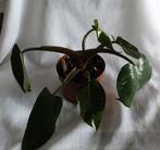 PHILODENDRON WHITE PRINCESS plant, 12 cm pot (#2), Ophalen of Verzenden, Halfschaduw, Minder dan 100 cm
