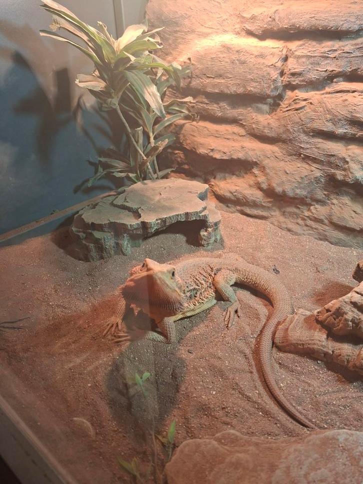 Baardagaam kweekvrouw eventueel met terrarium