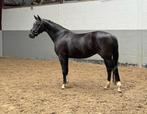 For Ferrero x Glock’s Toto JR, Dieren en Toebehoren, Paarden, Merrie, Met stamboom, Dressuurpaard, 3 tot 6 jaar