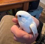 Jonge agapornis te koop, Dieren en Toebehoren, Vogels | Parkieten en Papegaaien, Geslacht onbekend, Dwergpapegaai of Agapornis