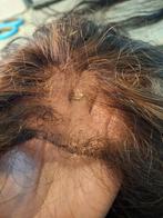 Herstel van pruiken, Ophalen of Verzenden