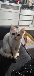 Scottish Fold en brits kort haar, Dieren en Toebehoren, Katten en Kittens | Raskatten | Korthaar, Meerdere dieren, Ontwormd, 0 tot 2 jaar