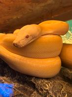 Retic, Dieren en Toebehoren, Reptielen en Amfibieën, Slang