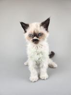 Selkirk rex katertje kindvriend. langhaar raszuiver gechipt, Dieren en Toebehoren, Katten en Kittens | Raskatten | Korthaar, Kater