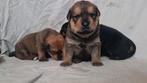 Lieve rottweiler  +++ kruising pups, Dieren en Toebehoren, Honden | Niet-rashonden, Particulier, Meerdere, 8 tot 15 weken, Meerdere dieren
