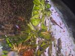 Baby borstelneuzen, Dieren en Toebehoren, Vis, Zoetwatervis