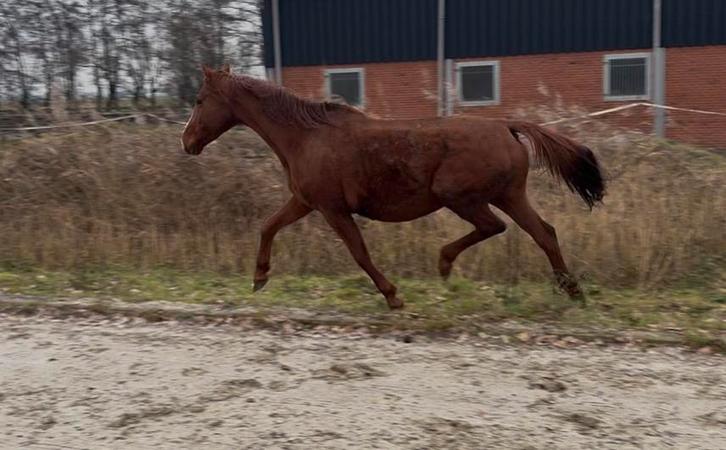 Fokmerrie zoekt goed tehuis, Dieren en Toebehoren, Paarden en Pony's | Dekhengsten en Fokmerries, Merrie
