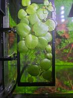Limnobium laevigatum / Amazone kikkerbeet, Dieren en Toebehoren, Vissen | Aquaria en Toebehoren, Ophalen, Nieuw, Plant(en), Steen of Hout