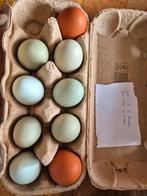 🥚Zeldzame kleurlegger-mix – broedeieren🌈, Dieren en Toebehoren, Pluimvee, Geslacht onbekend, Kip