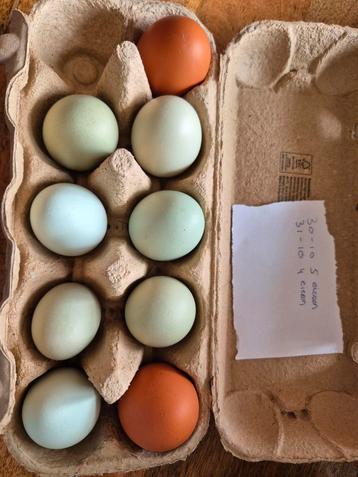🥚Zeldzame kleurlegger-mix – broedeieren🌈 beschikbaar voor biedingen