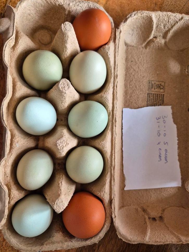 🥚Zeldzame kleurlegger-mix – broedeieren🌈, Dieren en Toebehoren, Pluimvee, Kip, Geslacht onbekend