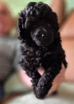 Mooie antraciet dwerg poedel pups, Dieren en Toebehoren, Honden | Chihuahua's en Gezelschapshonden, Poedel, 8 tot 15 weken, CDV (hondenziekte)