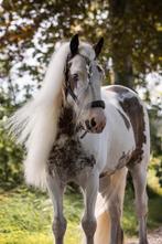 Bijrijder gezocht omgeving Putten, Ophalen of Verzenden