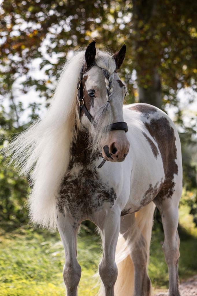 Bijrijder gezocht omgeving Putten, Dieren en Toebehoren, Paarden en Pony's | Verzorgingsproducten, Ophalen of Verzenden