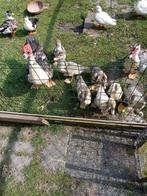 Te Koop; Muskus Eenden., Dieren en Toebehoren, Pluimvee