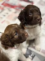 Supermooie bruine Friese stabij pups, nog 2 beschikbaar!, Dieren en Toebehoren, Honden | Setters en Staande honden, Rabiës (hondsdolheid)