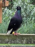 Pracht Csapos broedkoppel(Budapester) Hongaarse hoogvliegers, Dieren en Toebehoren, Vogels | Duiven, Meerdere dieren, Overige soorten