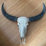 Thaise Waterbuffel schedel, Verzamelen, Dierenverzamelingen, Wild dier, Ophalen of Verzenden, Zo goed als nieuw, Schedel