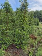 Prunus lusitanica portugese laurier 200-225 haagplant, Ophalen, Laurier, Haag, 100 tot 250 cm