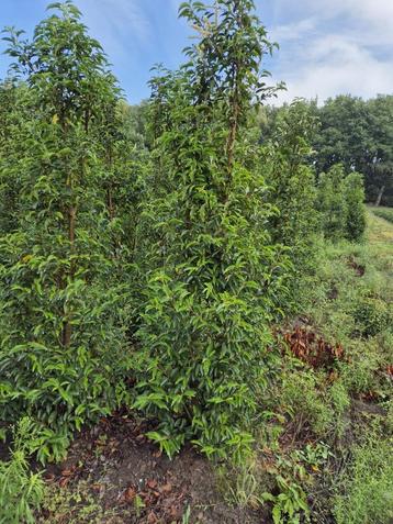 Prunus lusitanica portugese laurier 200-225 haagplant beschikbaar voor biedingen