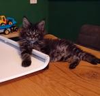 Maine coon kittens met stamboom, Dieren en Toebehoren, Meerdere dieren, Ontwormd