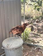 Padua krulveer haan, Dieren en Toebehoren, Mannelijk, Kip