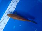 Te koop prachtige karachagoi 25 cm, Dieren en Toebehoren, Karper of Koi